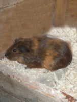 /album/art-ovecka/a69-jpg/