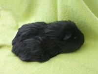 /album/art-ovecka/a87-jpg/