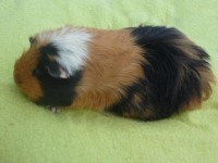 /album/art-ovecka/a86-jpg/